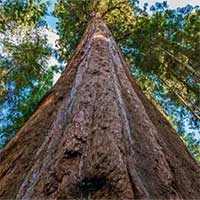 Đến thăm cây cao nhất thế giới sẽ bị phạt 5.000 USD