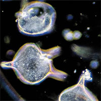 Tìm ra lý do di cư hằng đêm của hàng ngàn tỉ động vật phù du