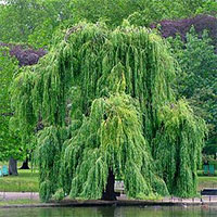 Vì sao mộ tặc hễ nhìn thấy cây liễu liền quay đầu bỏ đi?