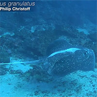 Lần đầu phát hiện tiếng kêu của cá đuối ó