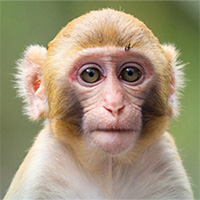 Hướng dẫn cách phân biệt đậu mùa khỉ với thủy đậu, tay chân miệng và Herpes lan tỏa