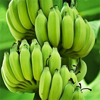Tinh bột trong chuối xanh giúp giảm hơn 50% lượng tế bào ung thư ở con người