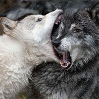 Sói đực Alpha không hề tồn tại trong tự nhiên!