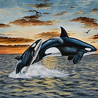 Cá voi sát thủ: Tiết lộ về mối quan hệ bầy đàn khăng khít, vai trò bất ngờ của giống cái với các con non