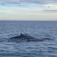 Thêm đàn cá voi khoảng 7 con xuất hiện ở ven biển Đề Gi, Bình Định