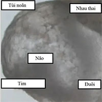 Phôi thai đầu tiên được tạo ra không cần tinh trùng và trứng