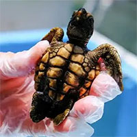 Trời nóng khiến tất cả con non của một loài biến thành giống cái