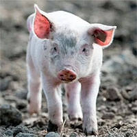 Phát hiện mới mở ra hy vọng cứu sống một người vừa qua đời