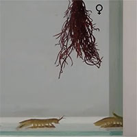 Phát hiện sinh vật được ví như 