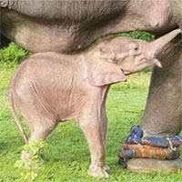Voi trắng quý hiếm chào đời ở Myanmar