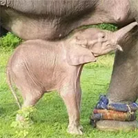 Voi trắng quý hiếm chào đời ở Myanmar