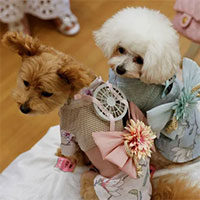 Độc đáo thiết bị dành riêng cho thú cưng ngày nắng nóng