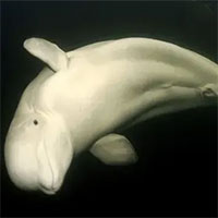 Cá voi beluga thiếu cân trên sông Seine thành tâm điểm chú ý ở Pháp