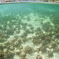 Hàng nghìn con cua nhện tràn lên bất thường ở bãi biển Anh