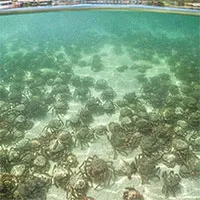Hàng nghìn con cua nhện tràn lên bất thường ở bãi biển Anh