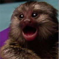 Nghiên cứu mới công bố cho thấy: Khỉ đuôi sóc biết gọi mẹ từ khi ở trong bụng