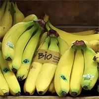 Người trồng chuối chống chọi với nguy cơ tuyệt chủng mới của chuối khi nấm gây chết người lan rộng