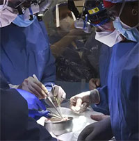 Câu hỏi lớn sau vụ ghép tim lợn đầu tiên cho người