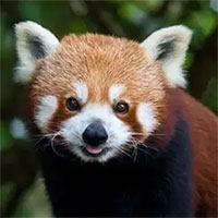 Con gấu trúc quý được tìm thấy ở Trung Quốc có những hành động và thói quen kỳ lạ