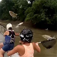 Cá mè vọt lên mặt nước như "bắp rang bơ"