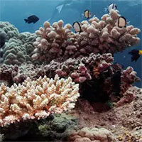 Rạn san hô Great Barrier ở Australia đạt độ phủ cao nhất trong 36 năm