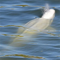 Cá voi trắng mắc kẹt trên sông Seine