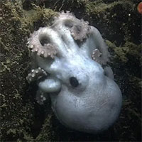 Bí ẩn chưa thể giải đáp về bạch tuộc ma Casper