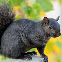 Ngắm nhìn vẻ đẹp của các loài động vật màu đen huyền bí