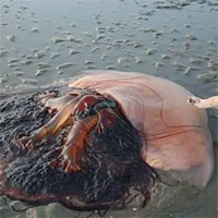 Sứa độc khổng lồ bất ngờ thành tâm điểm trên mạng xã hội