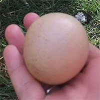 Choáng với quả trứng gà tròn trịa như quả bóng, 1 tỷ quả mới có 1