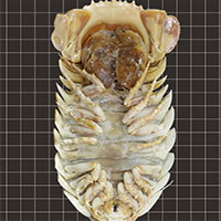 Phân tích ADN, các nhà khoa học phát hiện loài rận biển khổng lồ mới