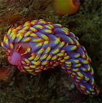 Lần đầu phát hiện loài sên biển có hình thù lạ, nhiều màu tại Anh