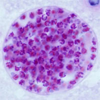 Ký sinh trùng lây từ mèo giúp con người hấp dẫn hơn?