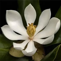 Tìm thấy loài hoa mộc lan đã biến mất gần 100 năm ở Haiti