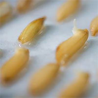 Trung Quốc đẩy mạnh cây trồng đột biến gene ngoài vũ trụ