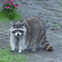 Gấu trúc Bắc Mỹ và các loài động vật cũng có thể nảy sinh ý định 