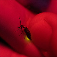 Khi đom đóm chờ mãi mà màn đêm không bao giờ đến: Ô nhiễm ánh sáng đang từ từ giết chết hành tinh