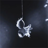 Nghiên cứu mới hé lộ bí ẩn giấc mơ của nhện nhảy