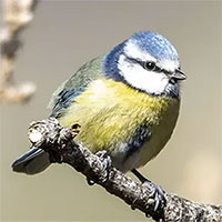 Sẽ không còn những bộ lông sặc sỡ óng mượt, loài chim đang dần trở nên 