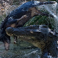 Động vật xâm lấn: Vị cứu tinh bất ngờ của cá sấu Australia