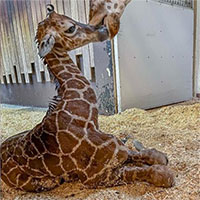 Chuyển dạ quá nhanh, hươu cao cổ sinh con ngay trước mặt du khách