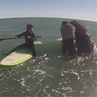 Cá voi tiếp cận và quật ngã người chèo ván