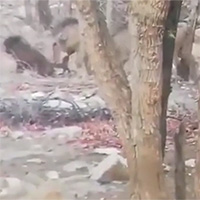 Lợn bướu nổi điên húc thủng bụng khỉ đầu chó rồi ăn thịt