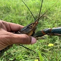 Tôm càng đỏ xâm hại đe dọa Texas khiến nhiều chuyên gia lo ngại