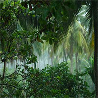 Vì sao vùng nhiệt đới lại có đa dạng sinh học cao đến vậy?