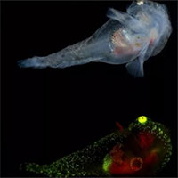 Loài cá chứa đầy chất chống đông sống dưới núi băng trôi