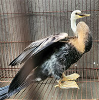 Chim cổ rắn quý hiếm đậu trên một mái nhà ở Gò Vấp, leo bắt cũng không bay