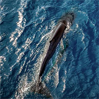 Choáng ngợp cảnh mẹ con cá voi săn mồi ở vùng biển Đề Gi