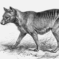 Giới khoa học hy vọng hồi sinh loài hổ Tasmania đã tuyệt chủng
