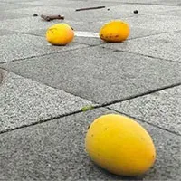 Vì sao xoài, mít rải khắp phố phường nhưng người Trung Quốc không ai dám ăn?